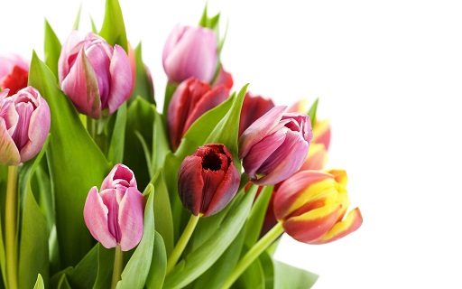 tulips_512